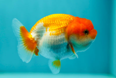 Lionchu Female 3-3.2 inches #0512LC_07