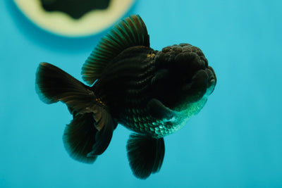 Bulldog Oranda Mâle 3 pouces #0526OR_06