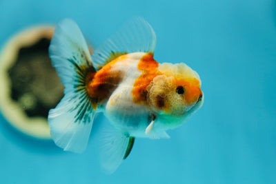 Calico Oranda Female 3-3.5 inches #0602OR_43