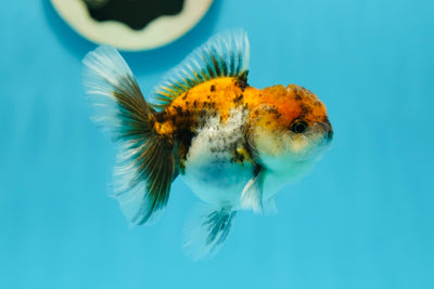 Calico Oranda Male 3.5 inches #0707OR_23