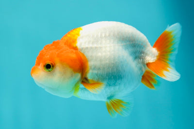 Lionchu Female 3-3.5 inches #0512LC_18