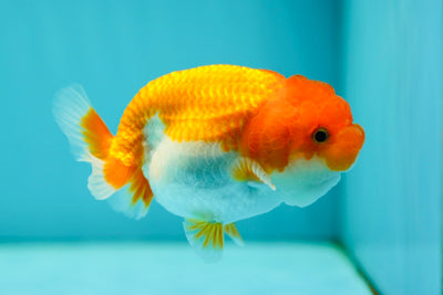 Lionchu Female 3-3.5 inches #0526LC_31