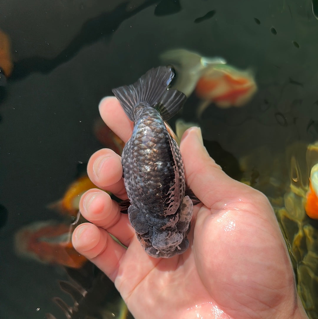 A Grade Blue Tiger LionQueen 3.5 inches #0728LC_06