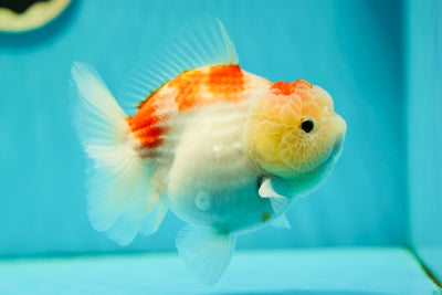 Femelle Yuanbao de qualité AAA 5-5,5 pouces #0512YB_21