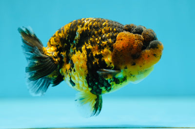 AAA Grade Tiger Lionking 3.5-4 inches #0714LC_12