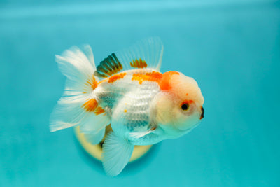 Mâle Oranda rouge et blanc 4 pouces #0428OR_19