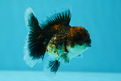 Kirin Oranda mâle à tête rouge lave 3,5 pouces #0609OR_19