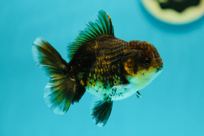 Calico Tiger Oranda Female 3.5-4 inches #0526OR_13