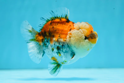 AAA Grade Bulldog Calico Yuanbao Female 4-4.5 inches #0721YB_01