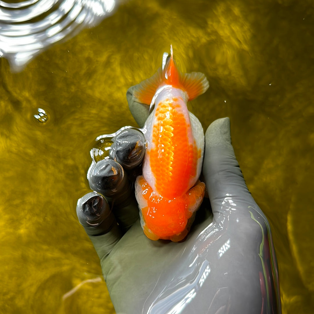 Lionchu Female 3-3.5 inches #0609LC_22