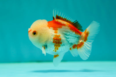 Red White Yuanbao Male 4 inches #0428YB_12