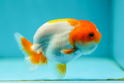 Lionchu Male 3-3.5 inches #0526LC_25