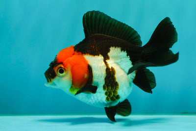 Chunky Tricolor Yuanbao Female 4 inches #0428YB_15