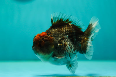 A Grade Kirin Red head Yuanbao Male 4.5 inches #0428YB_05