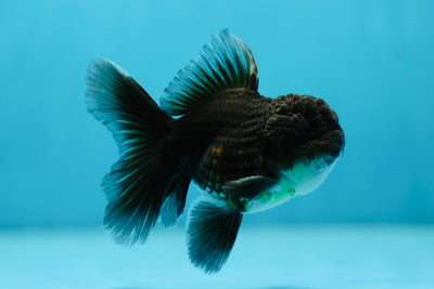Kirin Oranda mâle foncé de qualité A, 3,5 pouces #0721OR_30