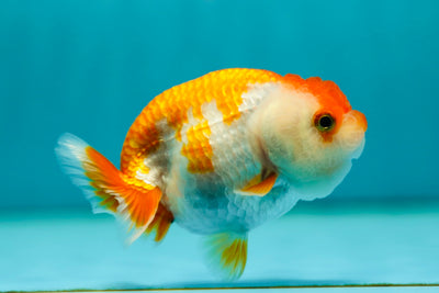 Lionchu Female 3-3.5 inches #0526LC_33