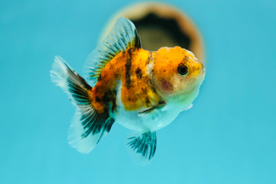 Calico Oranda Femelle 3,2 pouces #0526OR_10