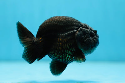 Roi Lion Noir de jais de catégorie A 3,5 pouces #0728LC_21