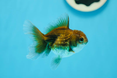 Kirin Oranda Femelle 3,5 pouces #0728OR_27
