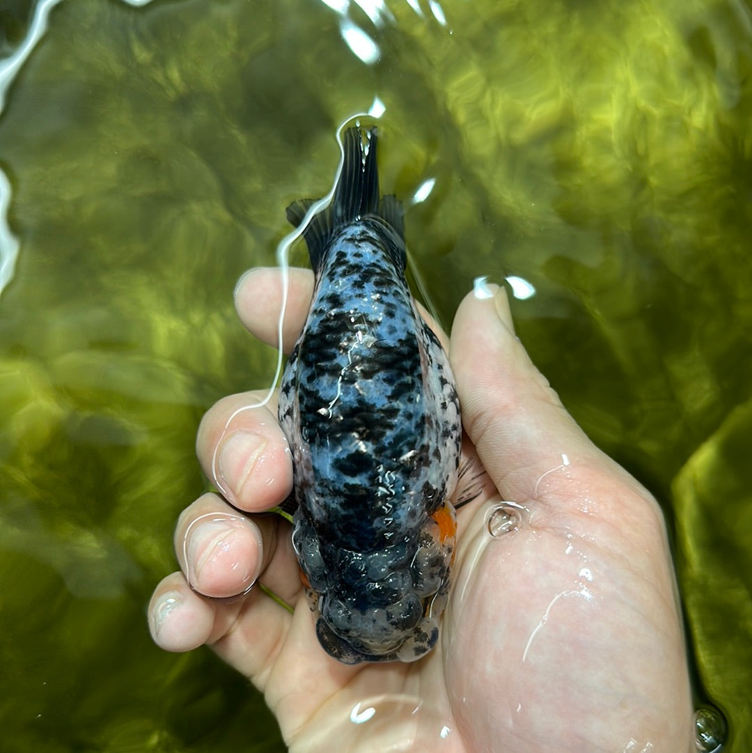 Femelle Lionchu Tigre Blanc Couleur Rare 4 pouces #0721LC_20