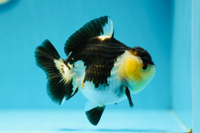 AAA Grade Panda Yuanbao Male 4-4.5 inches #0609YB_08