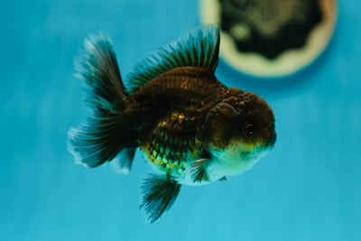 Dark Kirin Oranda Female 3.5-4 inches #0602OR_35