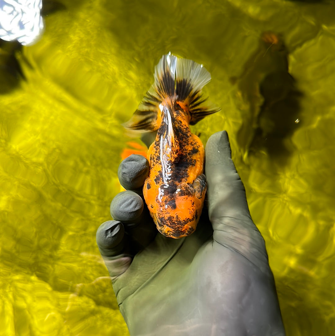 Petit tigre Nugget Yuanbao femelle 3-3,5 pouces #0609YB_17