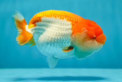 AAA Grade LionQueen 5-5.5 inches #0609LC_15