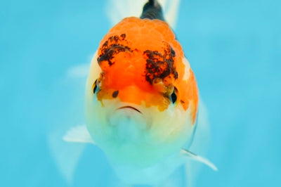 Tricolor Oranda Female 4.5 inches #0623OR_04