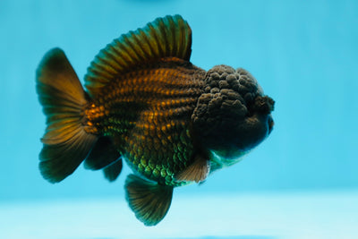 AAA Grade Black Yuanbao Pompoms Male 4-4.5 inches #0629YB_25