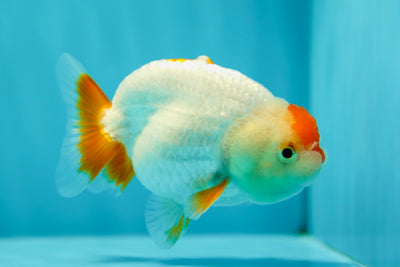 Lionchu Male 3.5-4 inches #0602LC_12