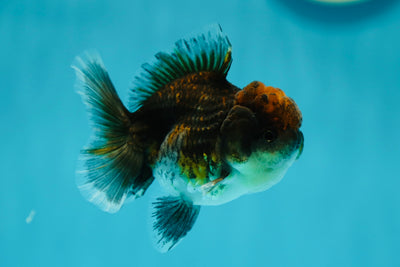 Femelle Kirin Oranda à tête rouge 3-3,5 pouces #0602OR_38