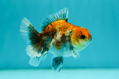Calico Oranda Female 3.5 inches #0526OR_14