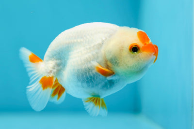 Lionchu Male 3.5 inches #0609LC_23