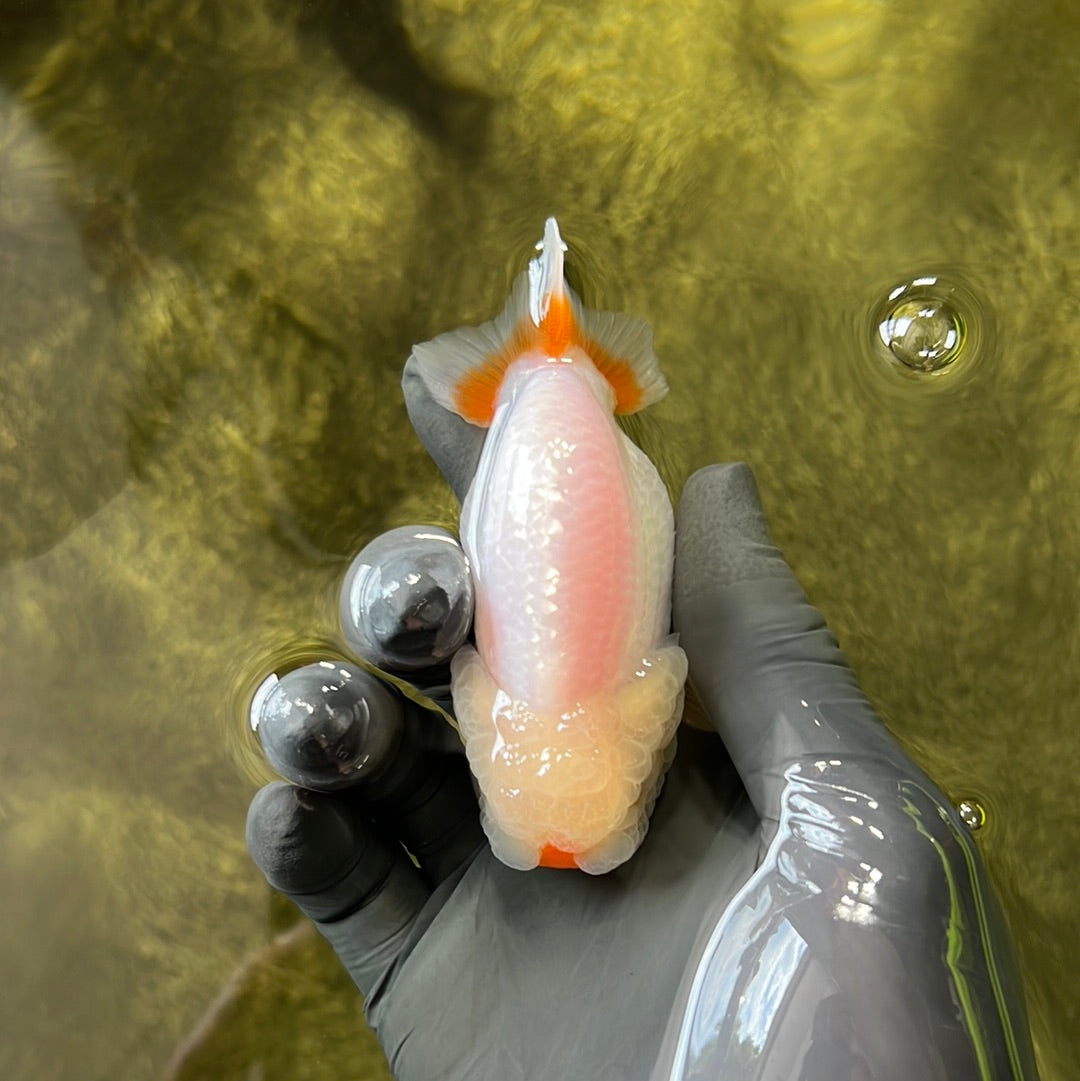 Lionchu Male 3-3.5 inches #0602LC_14