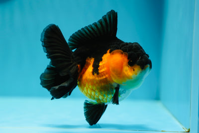 A Grade Apache Oranda Female 4.5 inches #0616OR_14