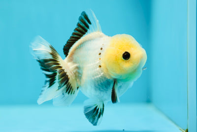 Panda oranda macho de cabeza de limón de grado A de 4 pulgadas n.° 0623OR_14
