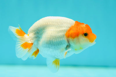 Lionchu Female 3.5 inches #0512LC_06