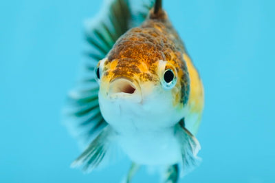 Oranda tigrée femelle 3-3,5 pouces #0728OR_31