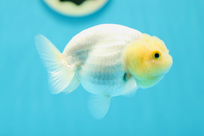 A Grade Lemonhead LionQueen 4 inches #0616_11