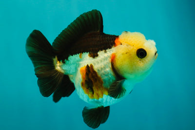 A Grade Tricolor Pompoms Yuanbao Female 4 Inches #0505YB_02