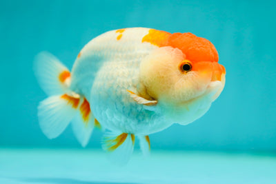 León reina rojo y blanco de grado A de 4,5 pulgadas n.° 0505LC_15