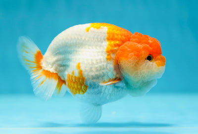 AAA Grade LionQueen 4.5 inches #0609LC_13