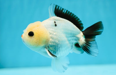 AAA Grade Lemonhead Panda Yuanbao Male 4-4.5 inches #0707YB_06