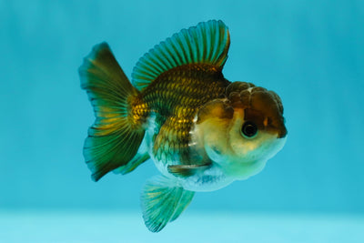 Panda Oranda Macho 3-3.5 pulgadas #0602OR_21