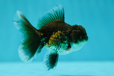 Calico Kirin Oranda Male 3-3.5 inches #0602OR_29