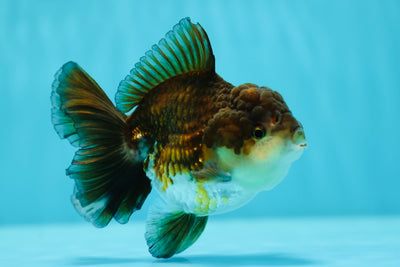 A Grade Tricolor Oranda Male 4-4.5 inches #0623OR_15