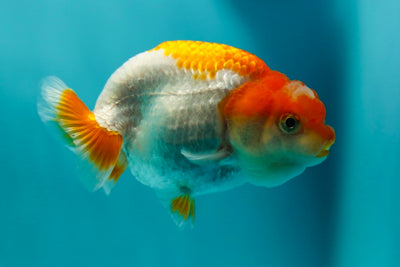 Lionchu Female 3-3.5 inches #0512LC_08