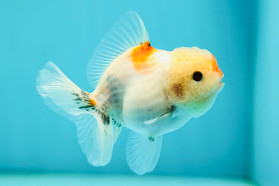 Oranda Female 3.5 inches #0526OR_16