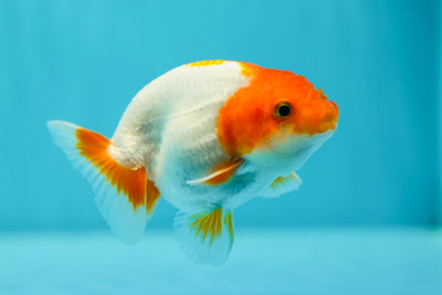 Lionchu Male 3.5 inches #0602LC_15